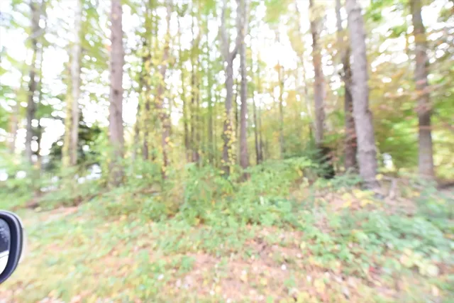 a close up of a plant in a yard