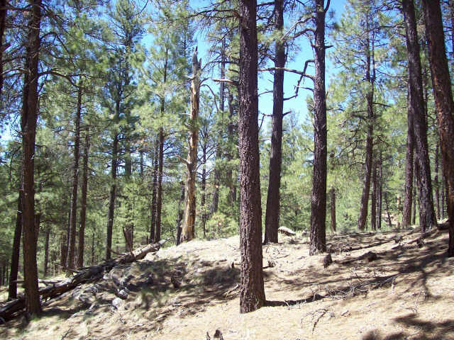 1 1c Coconino Forest Road, Unit PRT1C Payson, AZ 85541 - Photo 4 of 6 Additional Photo