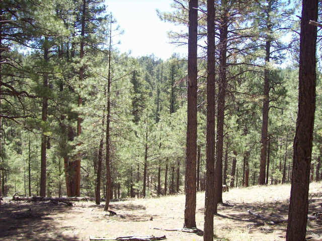 1 1c Coconino Forest Road, Unit PRT1C Payson, AZ 85541 - Photo 5 of 6 Additional Photo