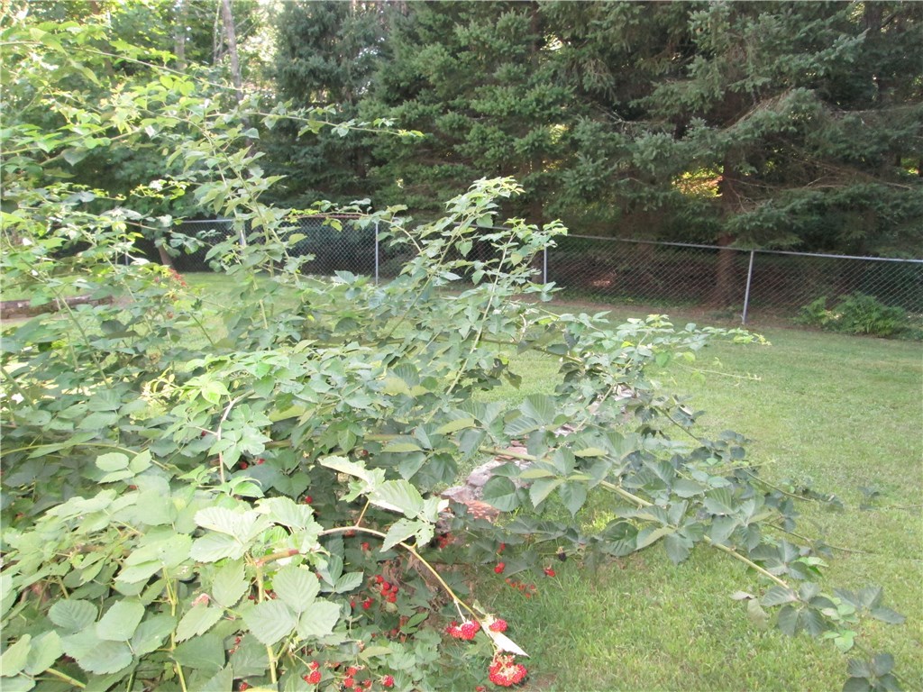 90 Scott Road Cumberland, RI 02864 - Photo 10 of 37 RASPBERRY BUSHES AND MORE!