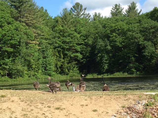 57.2 Perkins Pond Road Weare, NH 03281 - Photo 2 of 5