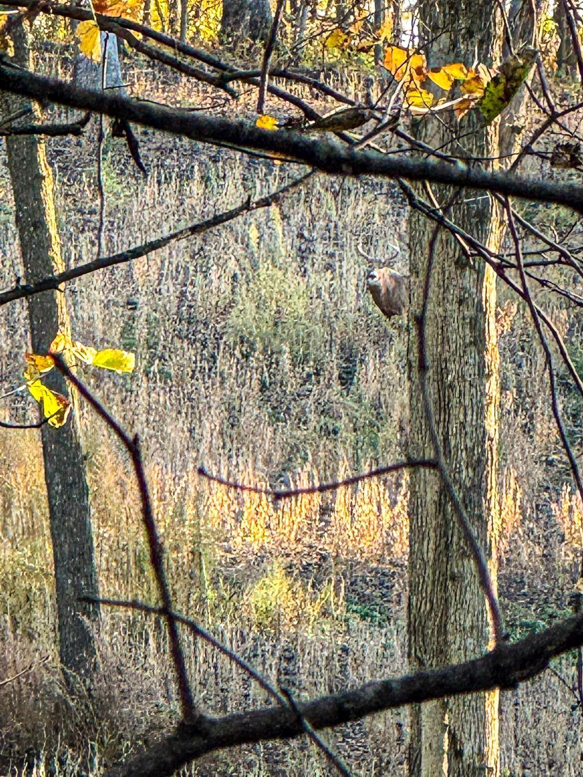 W27022 Whistle Pass Road Dodge, WI 54661 - Photo 44 of 117