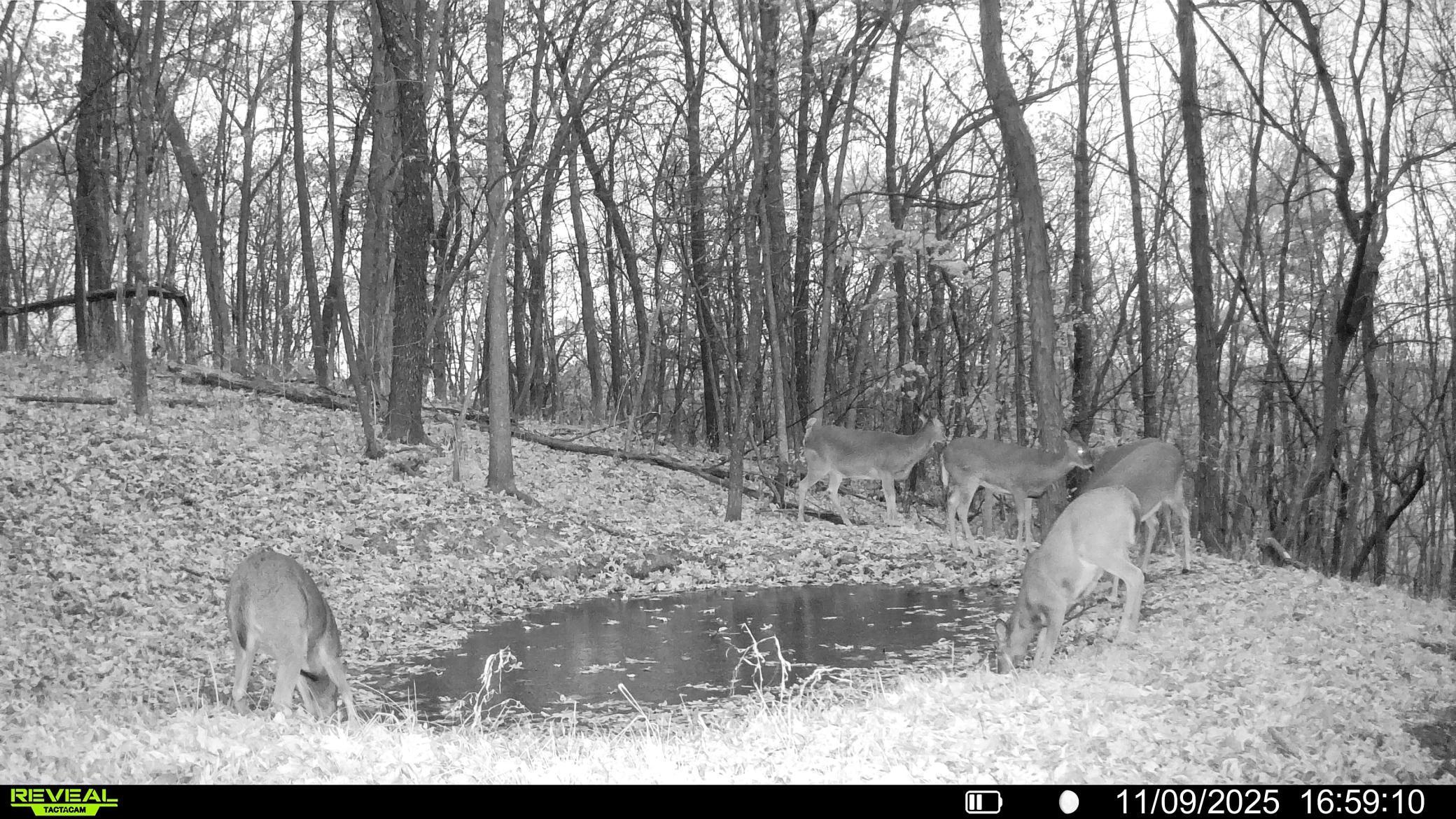 W27022 Whistle Pass Road Dodge, WI 54661 - Photo 61 of 117