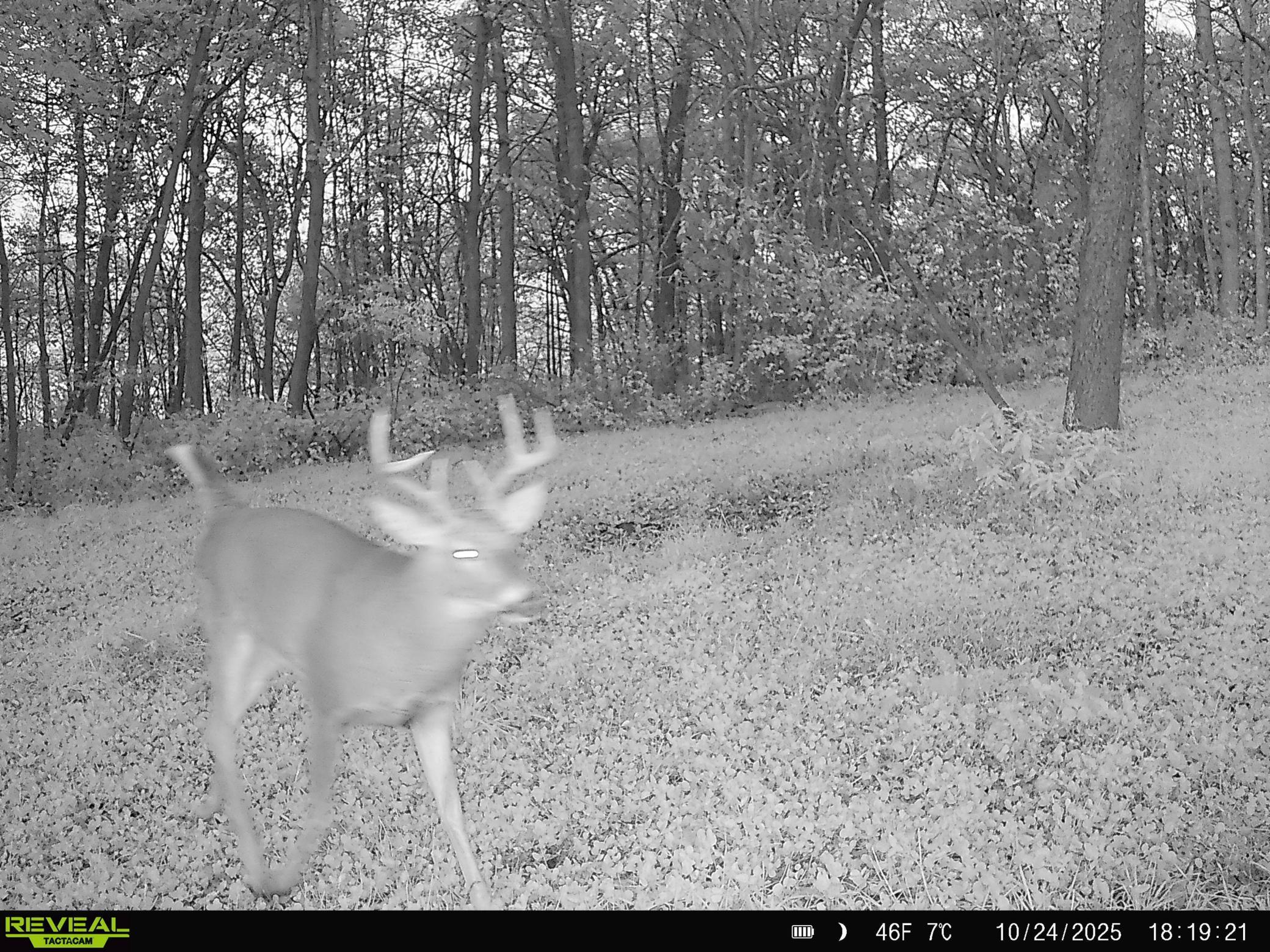 W27022 Whistle Pass Road Dodge, WI 54661 - Photo 78 of 117