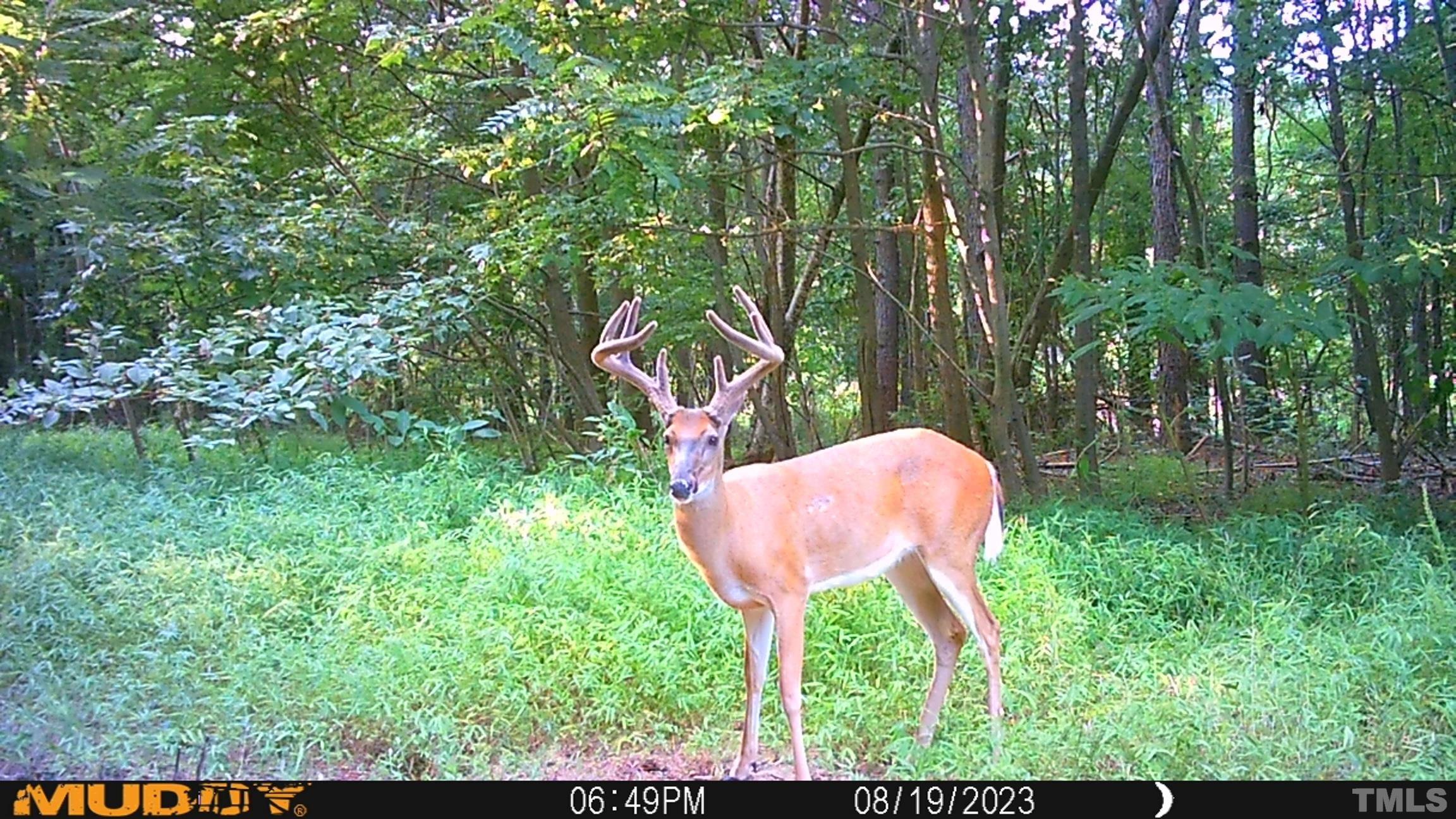 0 Todd Road Roxboro, NC 27574 - Photo 30 of 34 a view of yard with green space