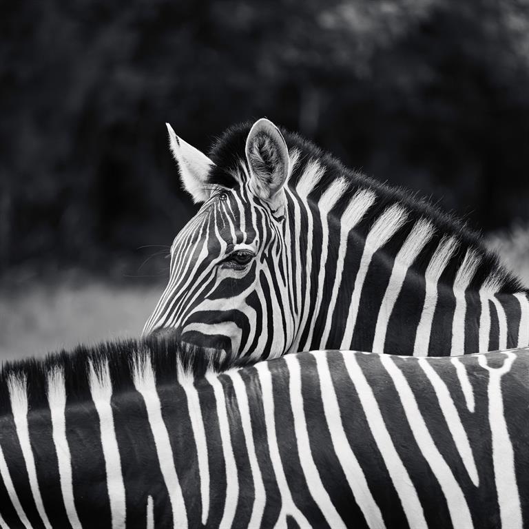 8595 Toler Pointe Larue, TX 75770 - Photo 38 of 40 I woke up this morning to a herd of zebra sleeping in my front yard. Surreal.
