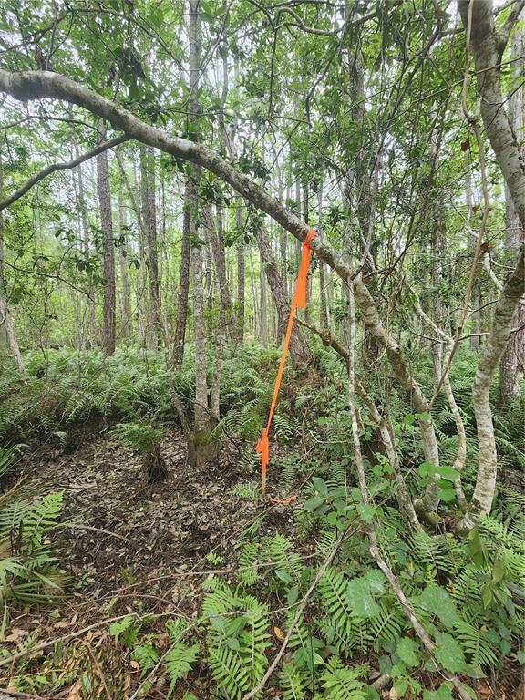12th Avenue DeLand, FL 32724 - Photo 4 of 12