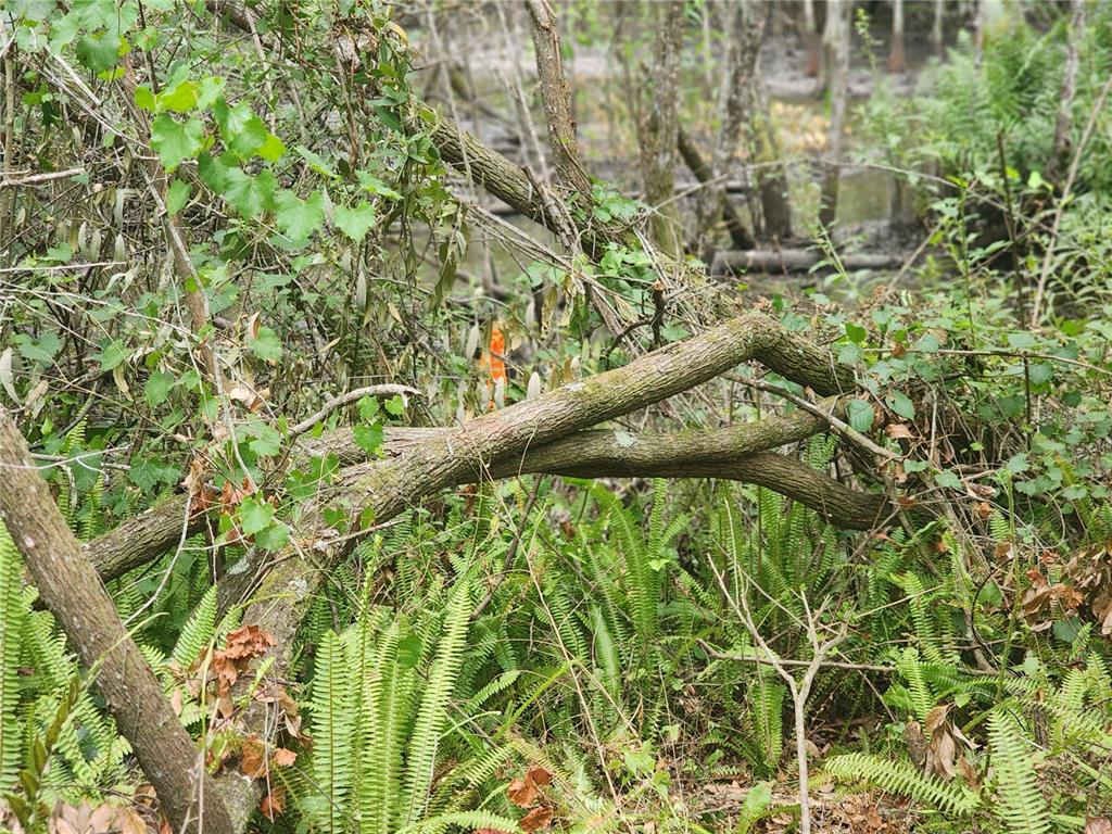 12th Avenue DeLand, FL 32724 - Photo 5 of 12 a view of a garden with a tree