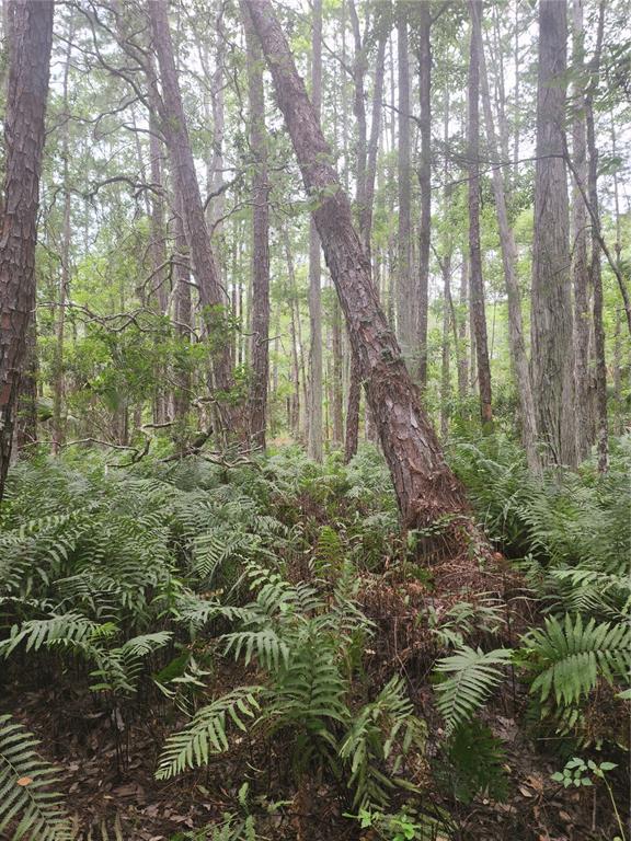 12th Avenue DeLand, FL 32724 - Photo 6 of 12 a view of outdoor space and green space