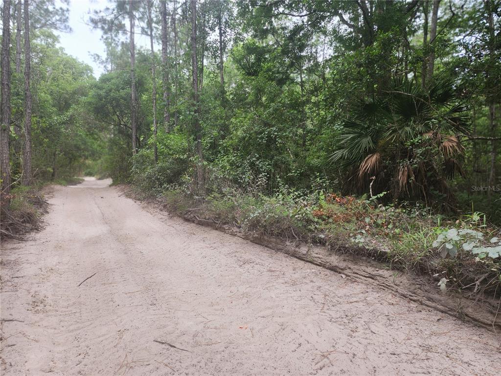 12th Avenue DeLand, FL 32724 - Photo 9 of 12 a view of a dirt road with trees in the background
