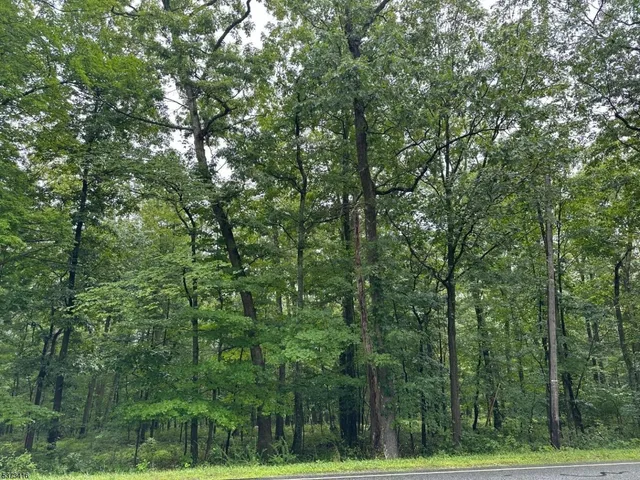 a view of a lush green forest