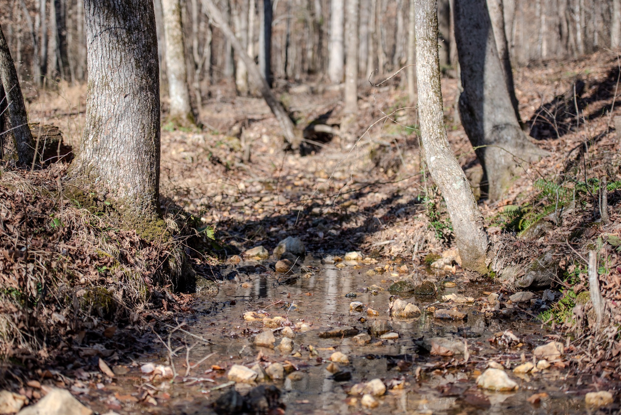 7279 Pinhook Pike Road Collinwood, TN 38450 - Photo 46 of 52