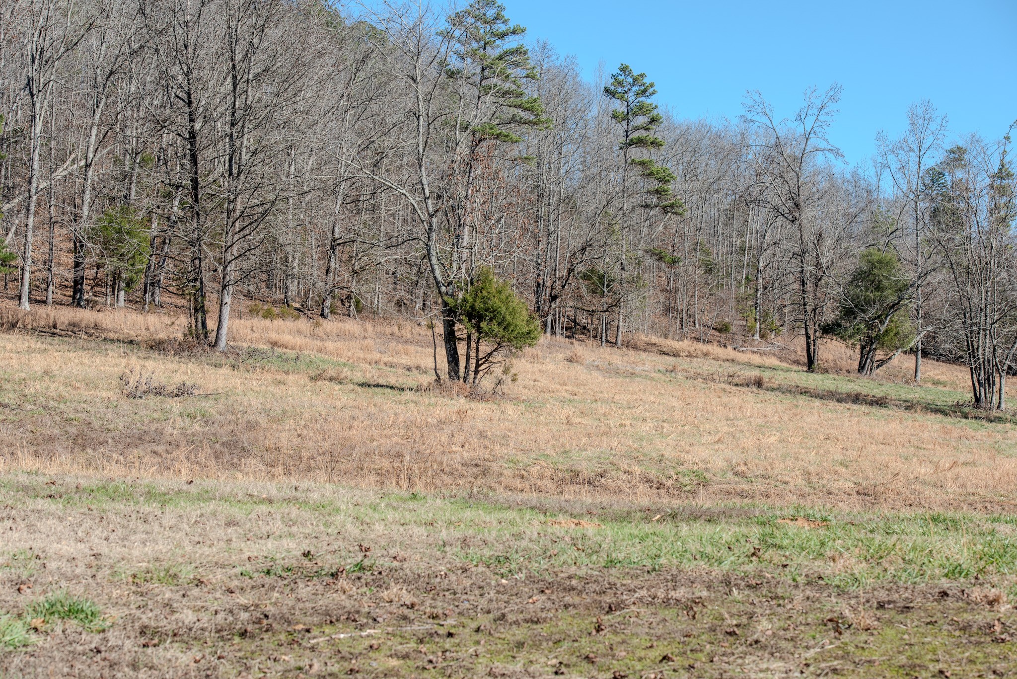 7279 Pinhook Pike Road Collinwood, TN 38450 - Photo 50 of 52