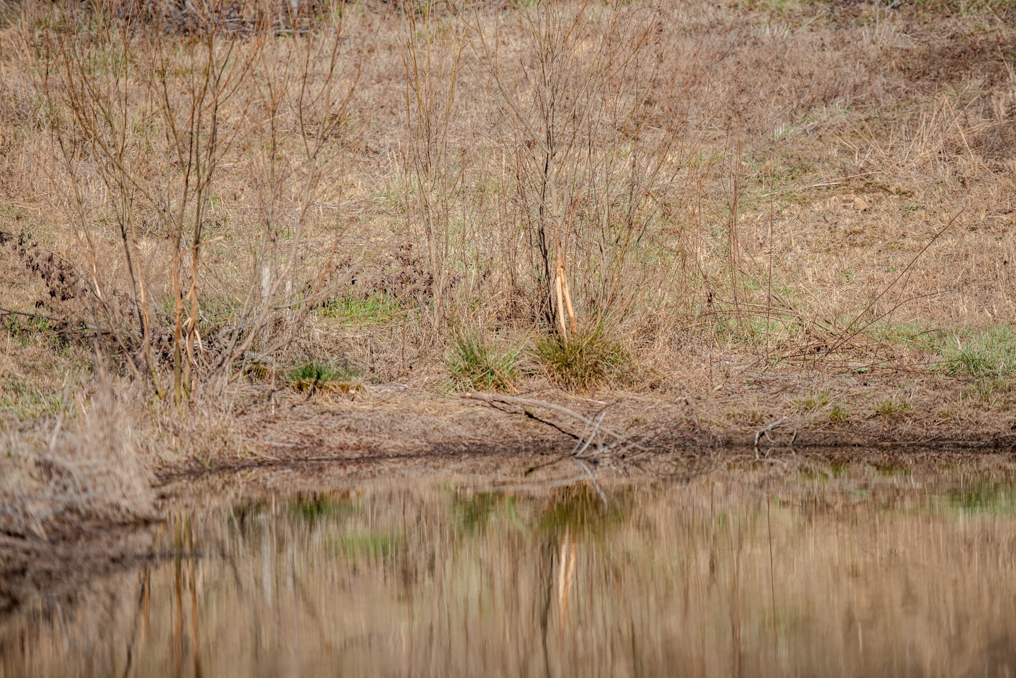 7279 Pinhook Pike Road Collinwood, TN 38450 - Photo 51 of 52