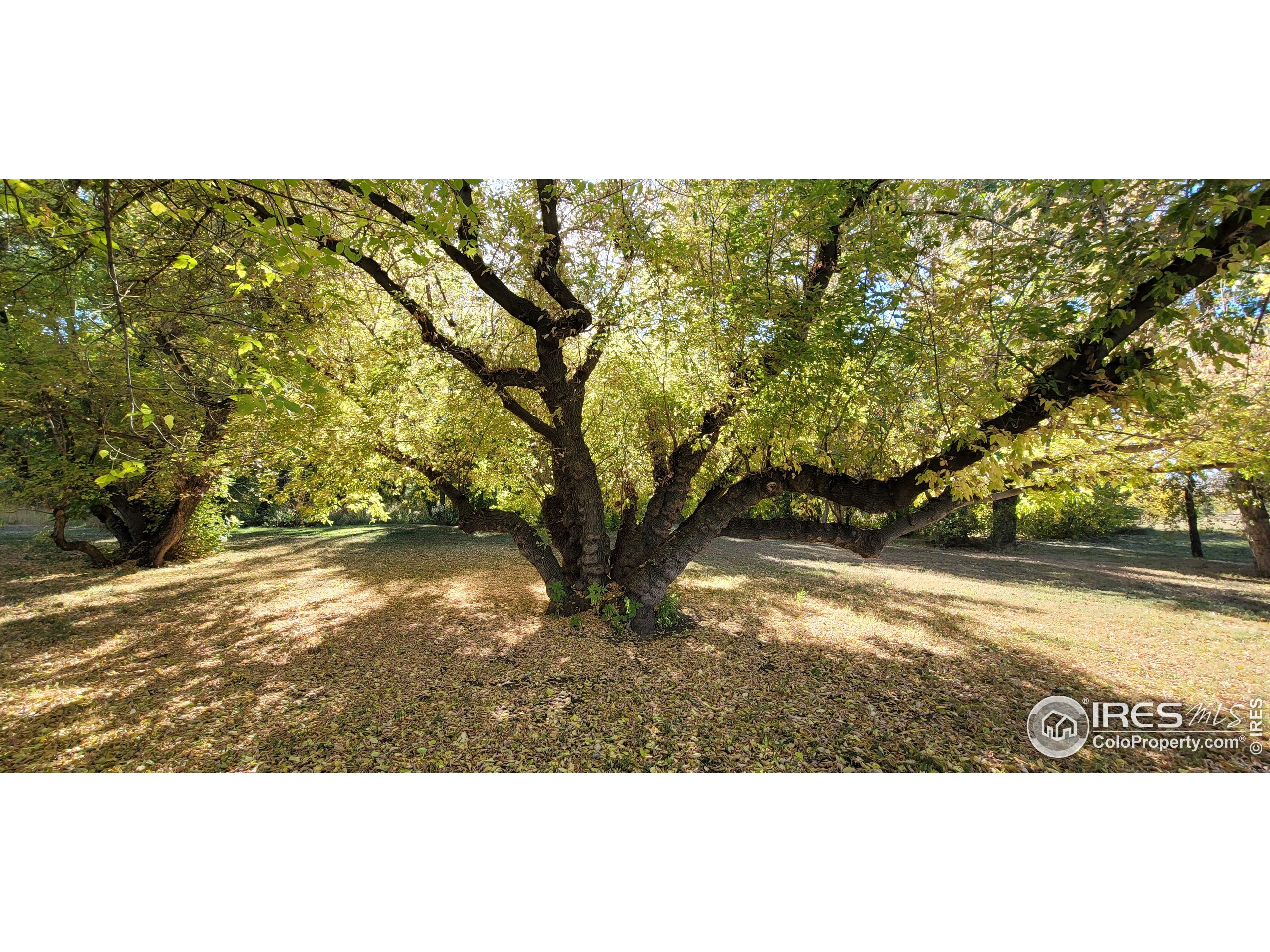 15789 North 83rd Street Longmont, CO 80503 - Photo 35 of 40 a view of outdoor space and yard