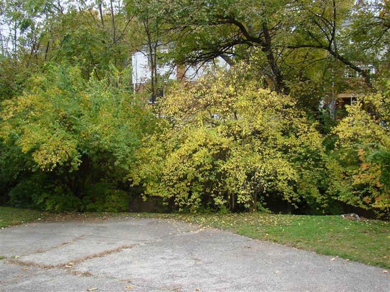 315 Riddle Place Newport, KY 41071 - Photo 23 of 25 Gallery Image 23