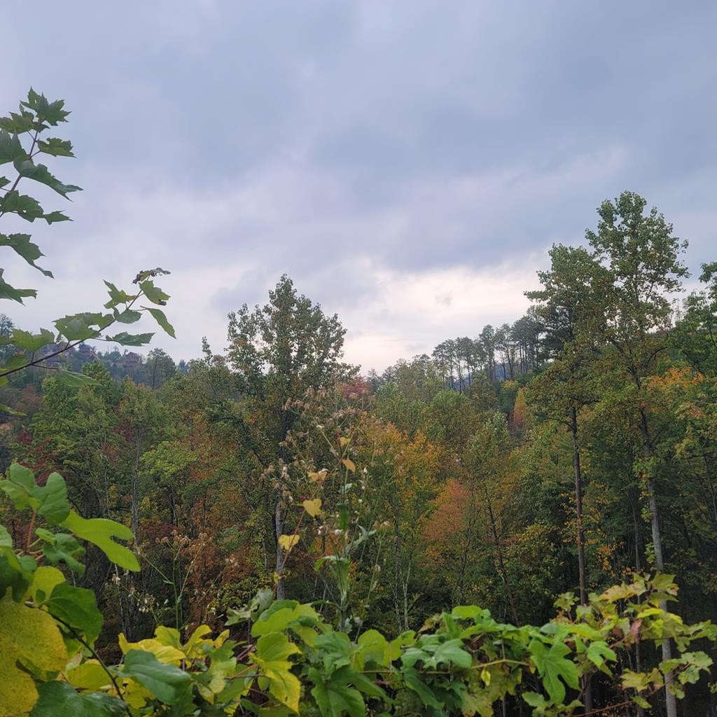 36 Blue Tick Way Sevierville, TN 37876 - Photo 4 of 25