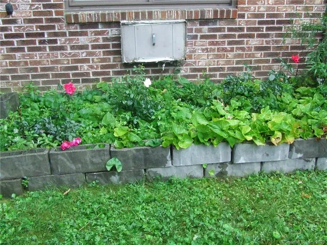 a view of a backyard with plants