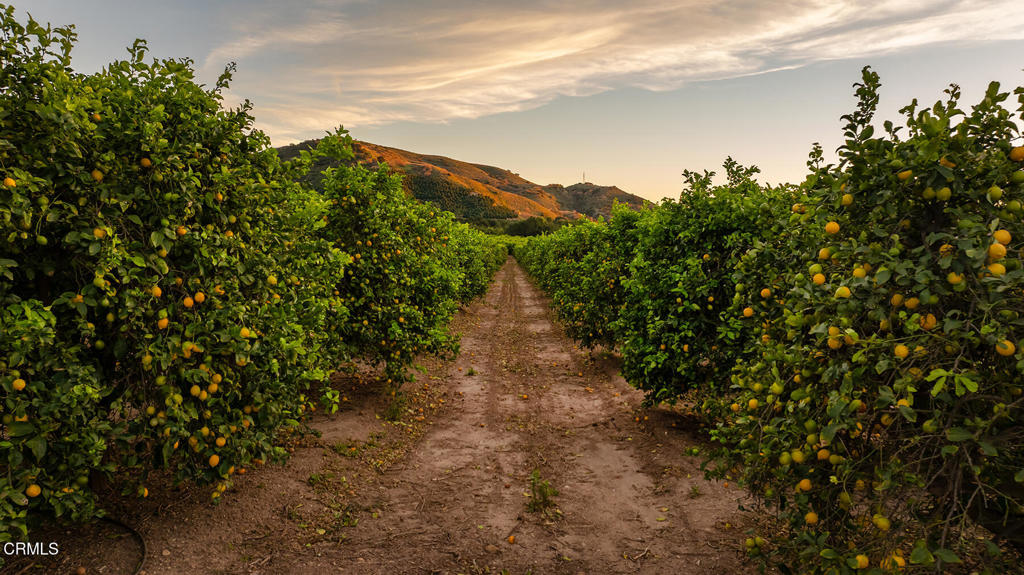 0 Goodenough Road Fillmore, CA 93015 - Photo 7 of 17 a view of a pathway with a tree