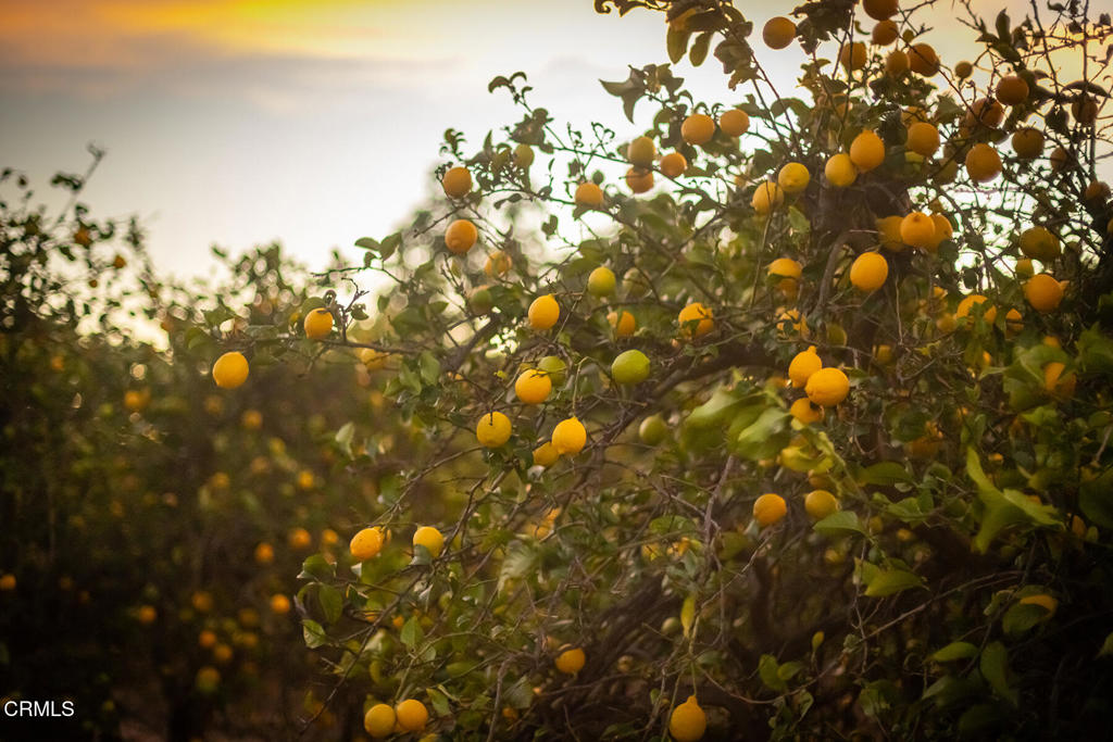 0 Goodenough Road Fillmore, CA 93015 - Photo 8 of 17 a view of a tree