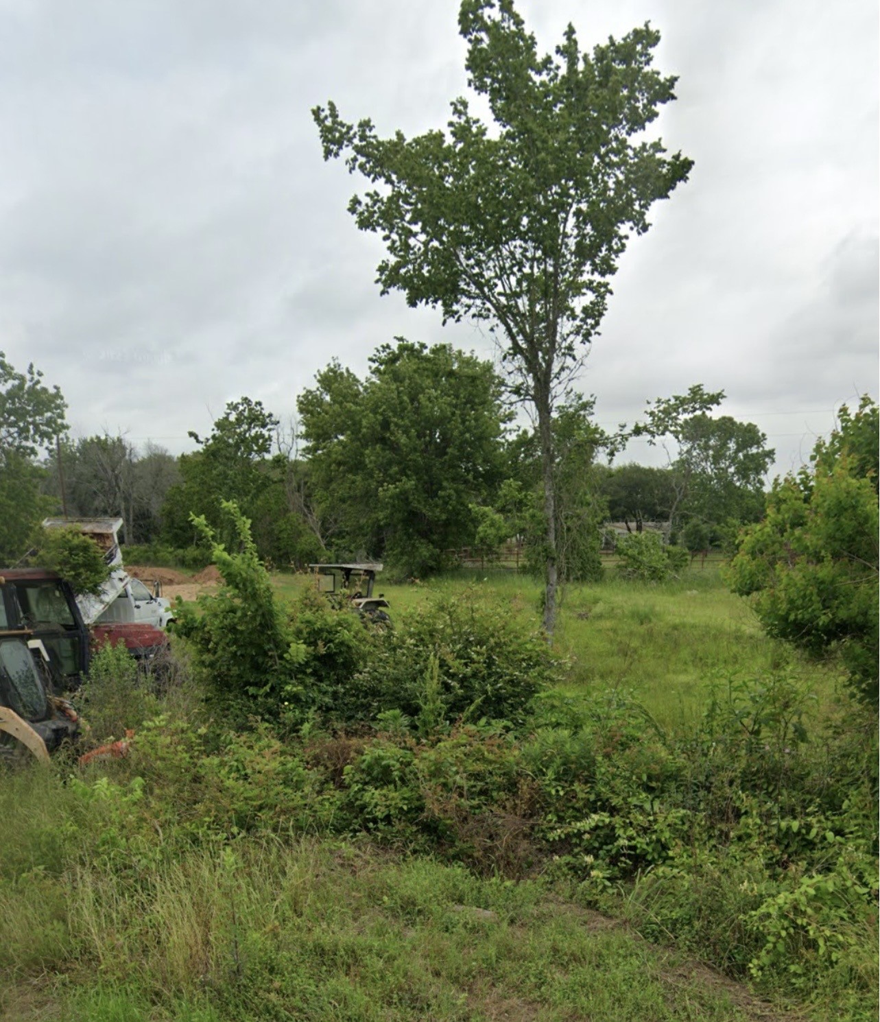 a view of a lush green forest