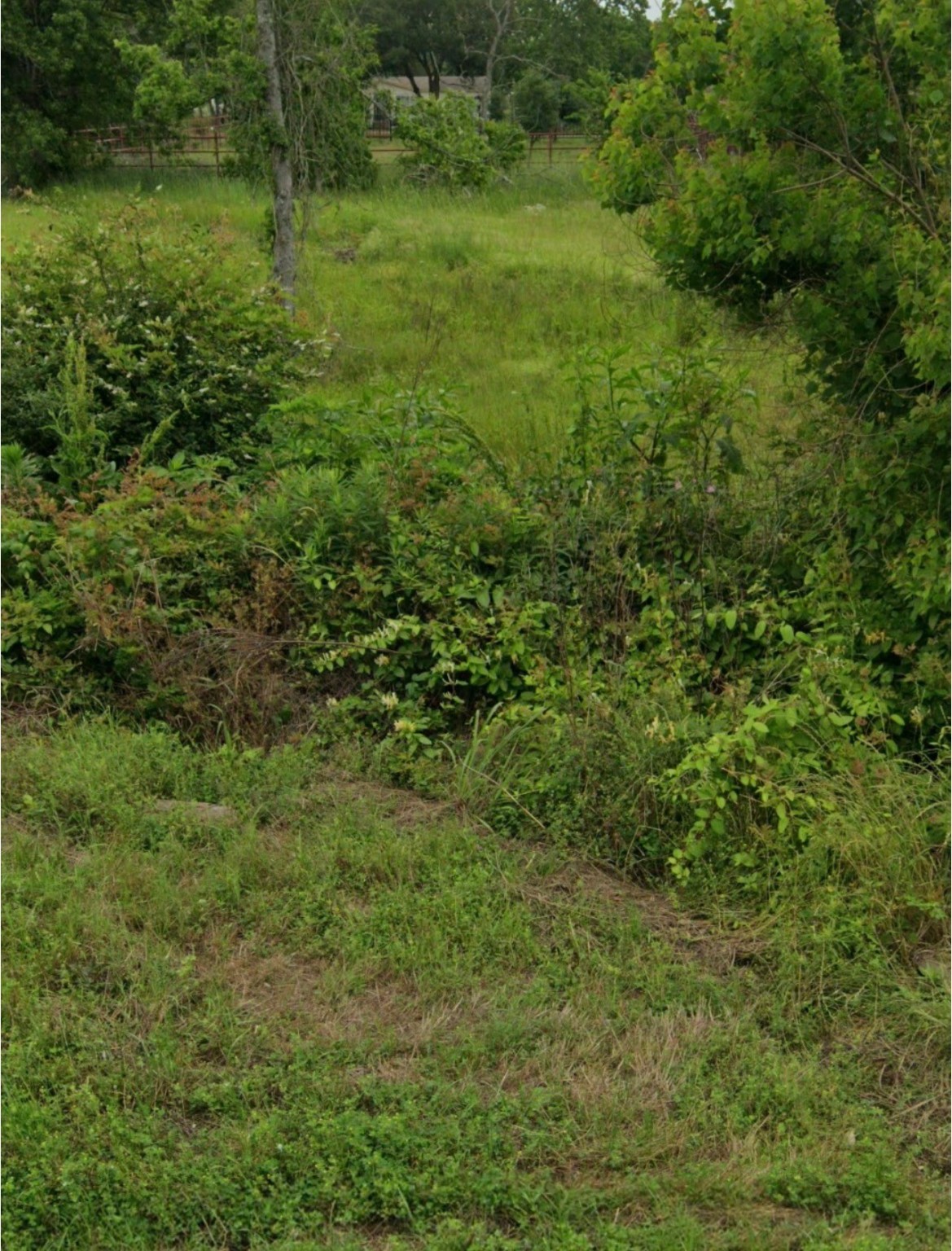 608 Sharon Street Prairie View, TX 77484 - Photo 4 of 4 a view of a lush green forest