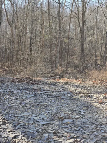 a view of a yard with trees