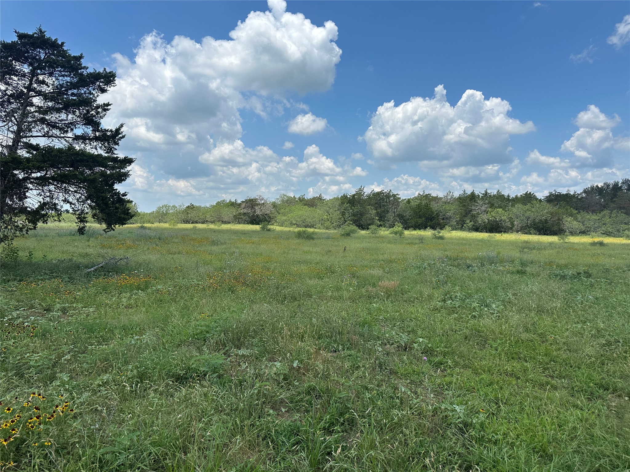 1403 Armstrong Derry Road Waelder, TX 78959 - Photo 7 of 11 a view of a big yard with lots of green space
