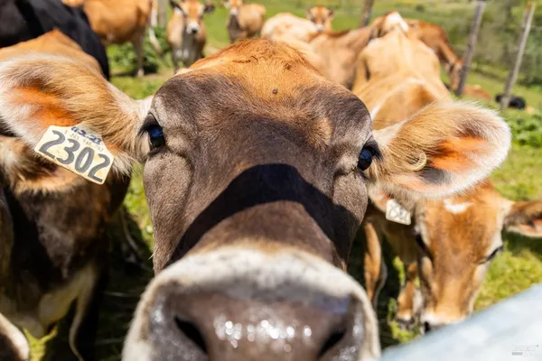 $5,800,000 | 21601 Highway 1, Point Arena, CA 95468