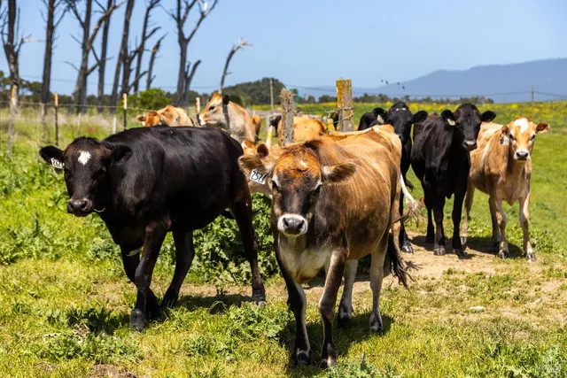 $5,800,000 | 21601 Highway 1, Point Arena, CA 95468