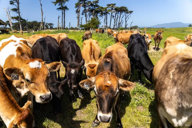 $5,800,000 | 21601 Highway 1, Point Arena, CA 95468