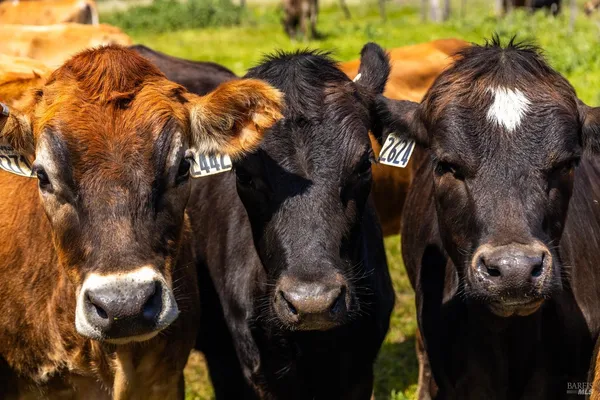 $5,800,000 | 21601 Highway 1, Point Arena, CA 95468