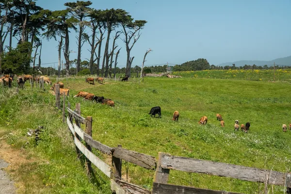 $5,800,000 | 21601 Highway 1, Point Arena, CA 95468