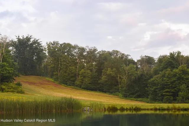 a view of a lush green forest