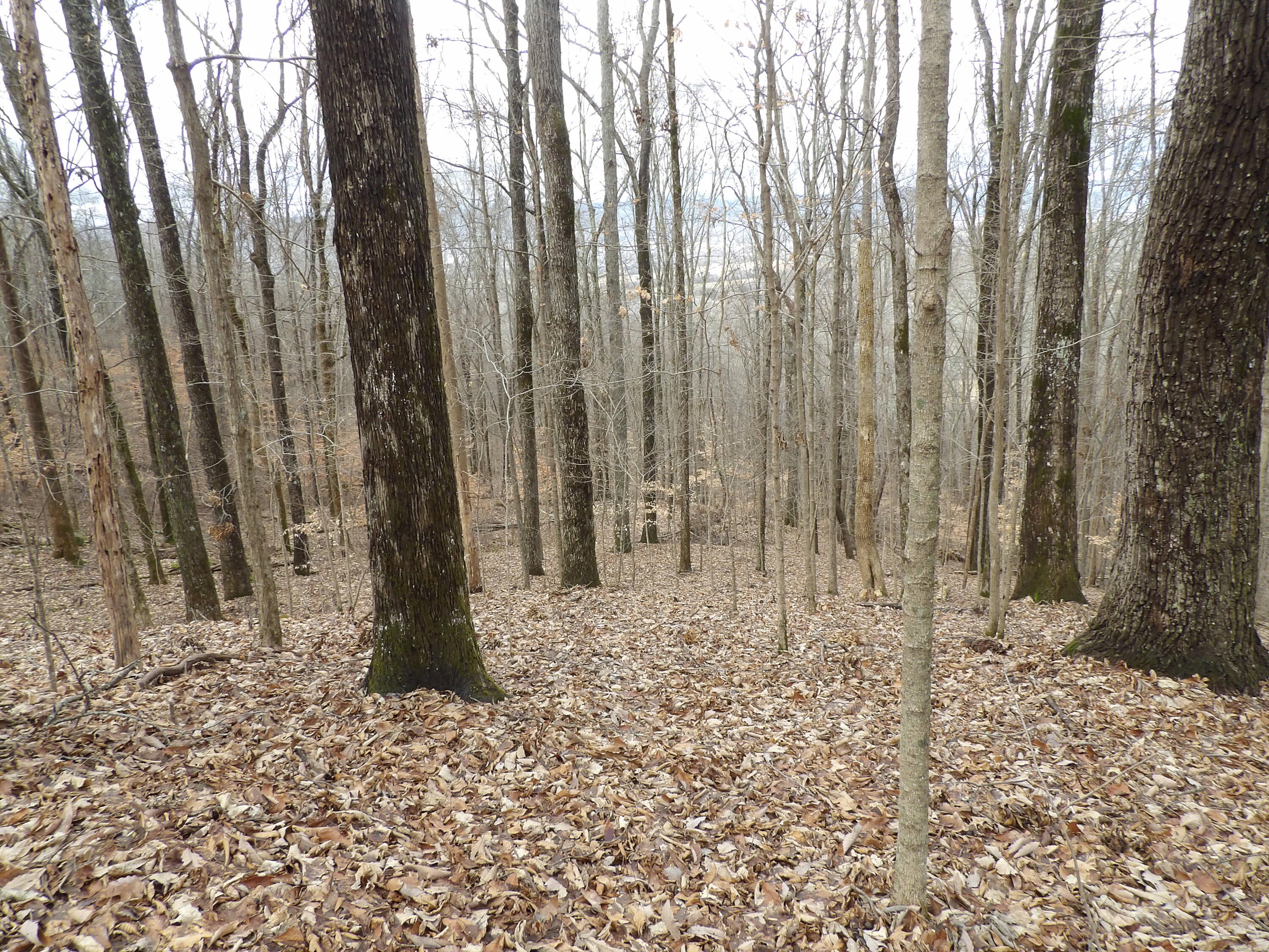 76 Fox Ridge Road, Unit 76 Crossville, TN 38572 - Photo 1 of 13 100_5154