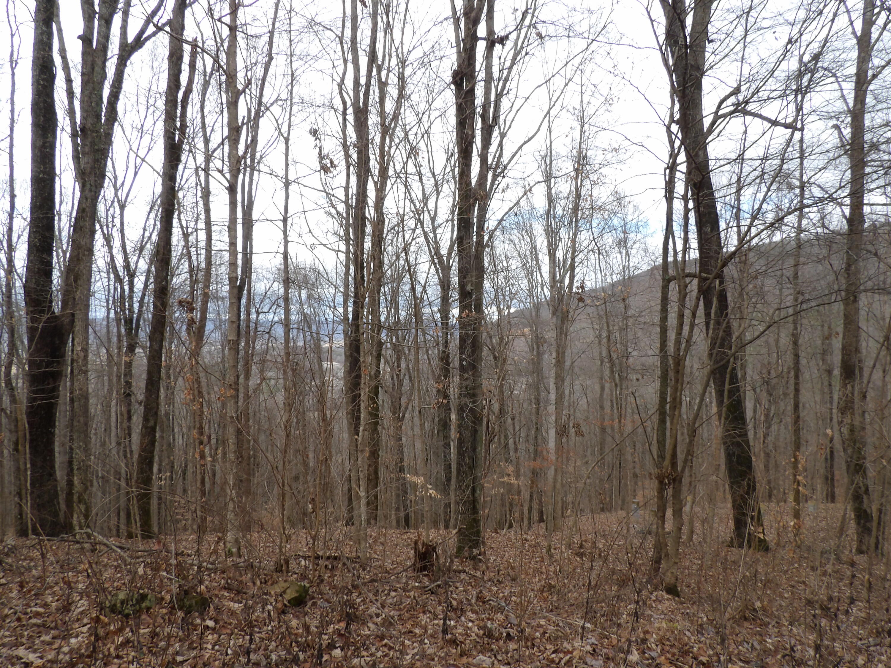 76 Fox Ridge Road, Unit 76 Crossville, TN 38572 - Photo 3 of 13 100_5151