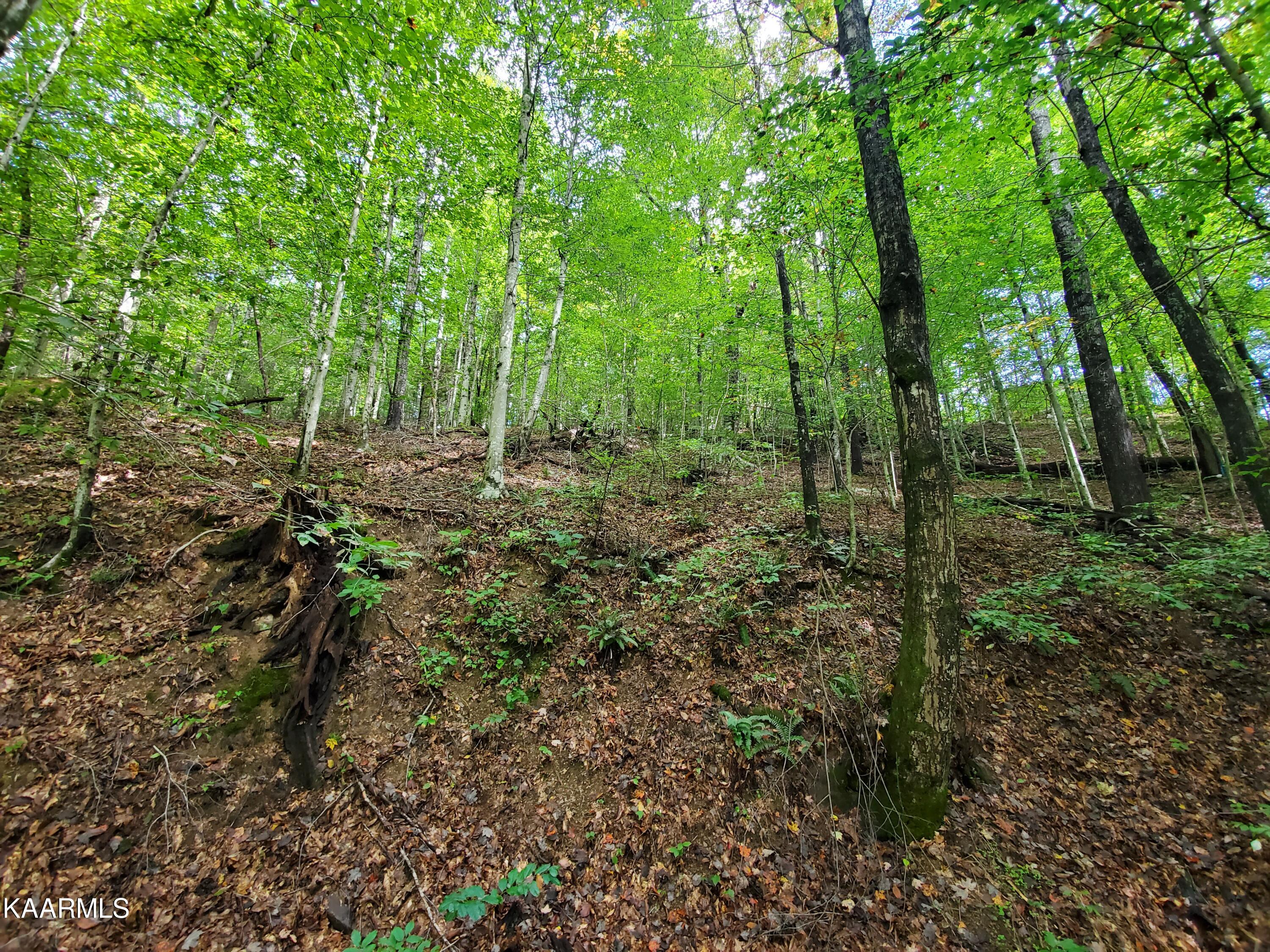 600 Possum Valley Road Dryden, VA 24243 - Photo 4 of 8 20211004_125858