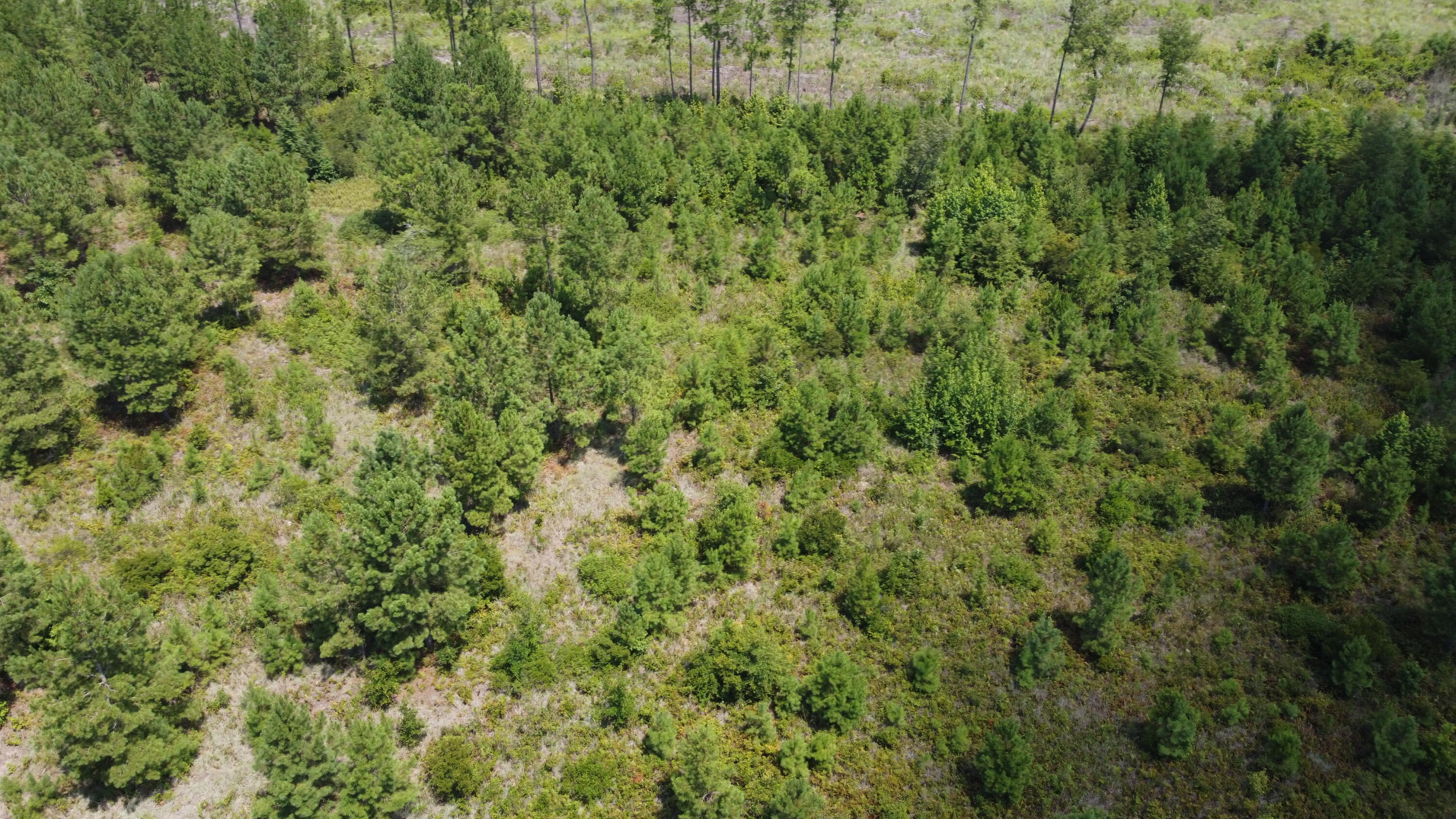 1 Farmington Road Gable, SC 29051 - Photo 13 of 20