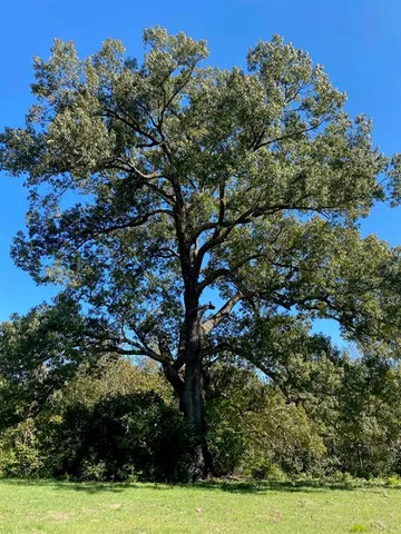 a view of outdoor space with garden