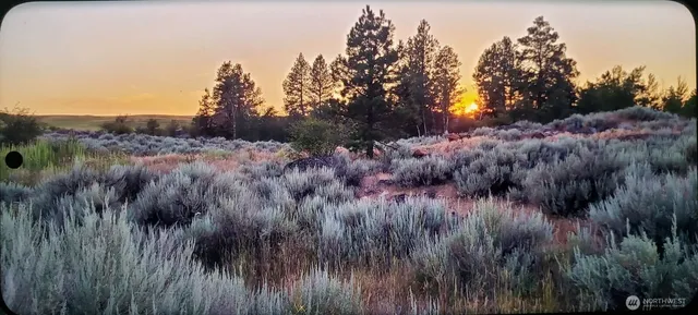 a view of a lush green forest