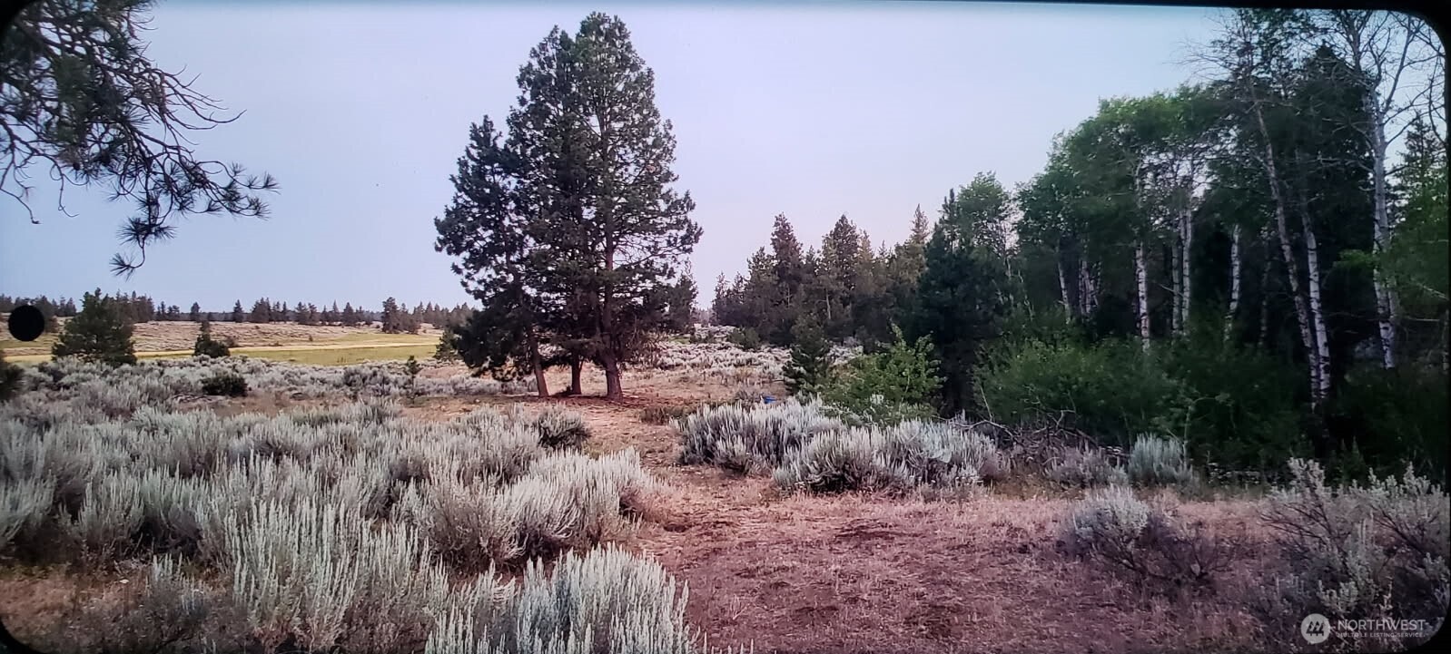 0 South Harrison Road West Spokane, WA 99224 - Photo 11 of 15 a view of a forest filled with trees