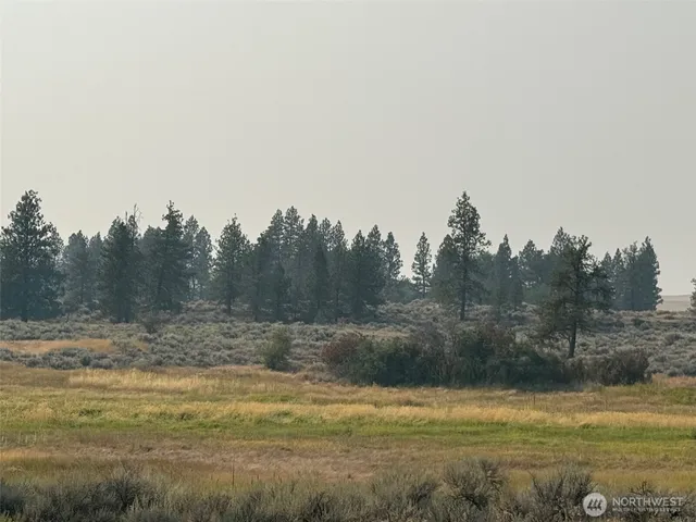 a view of a forest filled with trees
