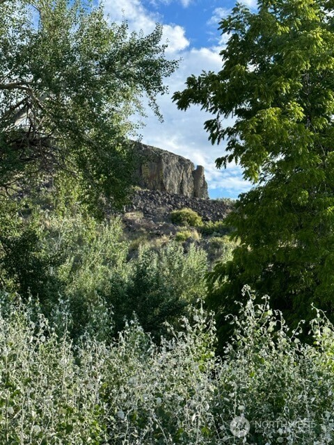 0 South Harrison Road West Spokane, WA 99224 - Photo 10 of 15 a view of a forest with a tree
