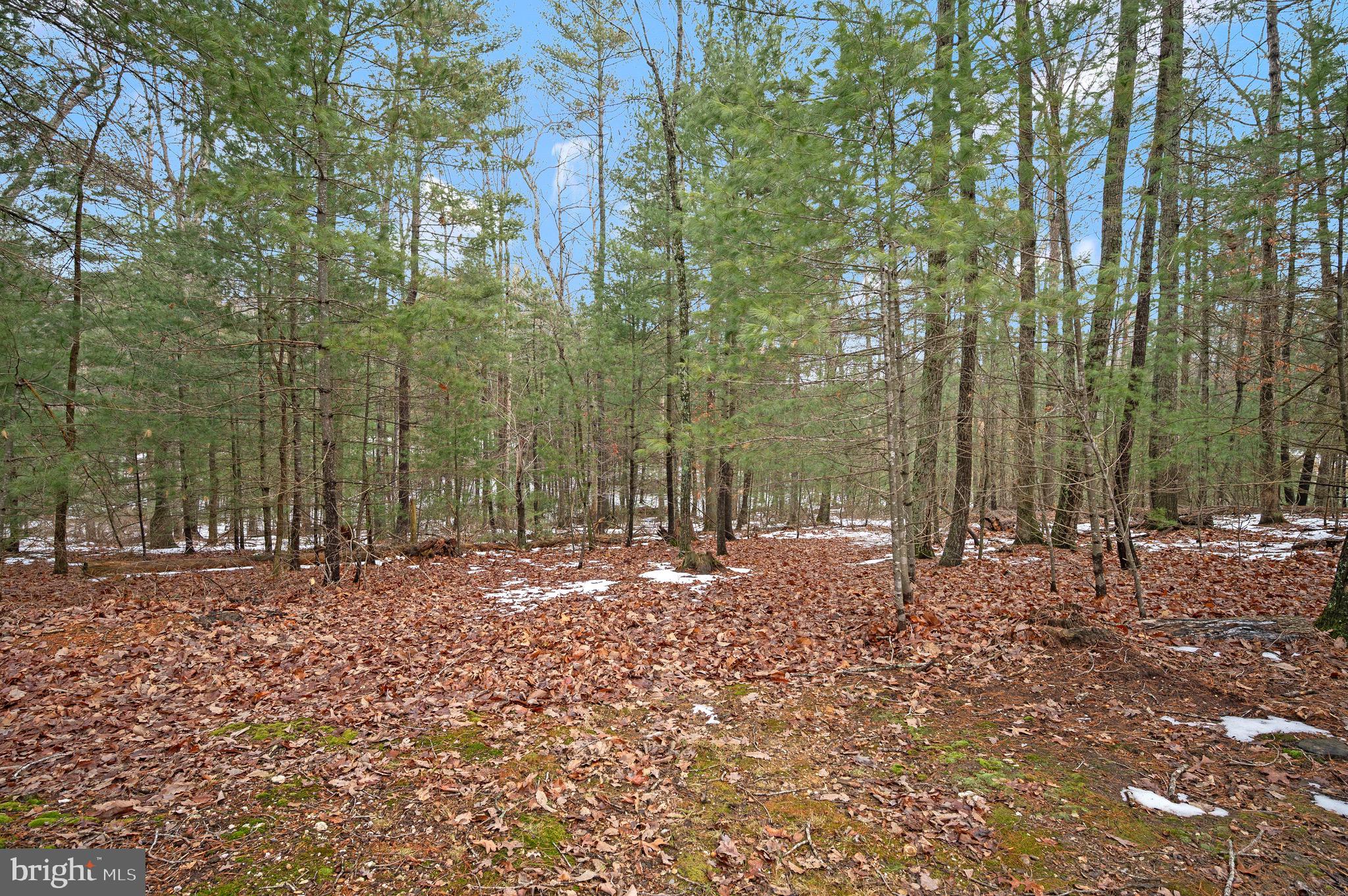 23145 Walker's Branch Road Unionville, VA 22567 - Photo 41 of 48 a view of a yard with trees