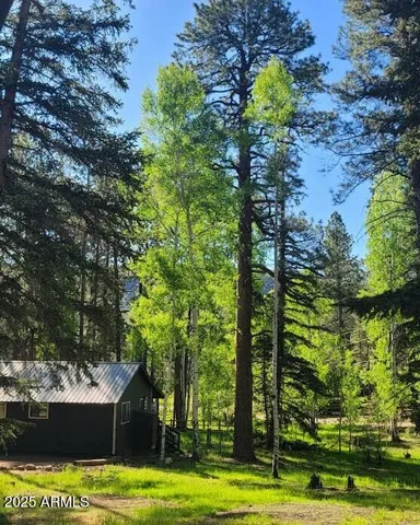a view of a yard with plants and large trees