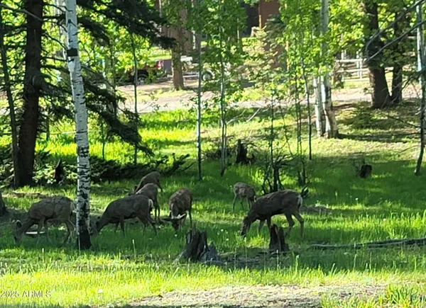 $285,000 | 6 County Road, Unit 4, Greer, AZ 85927