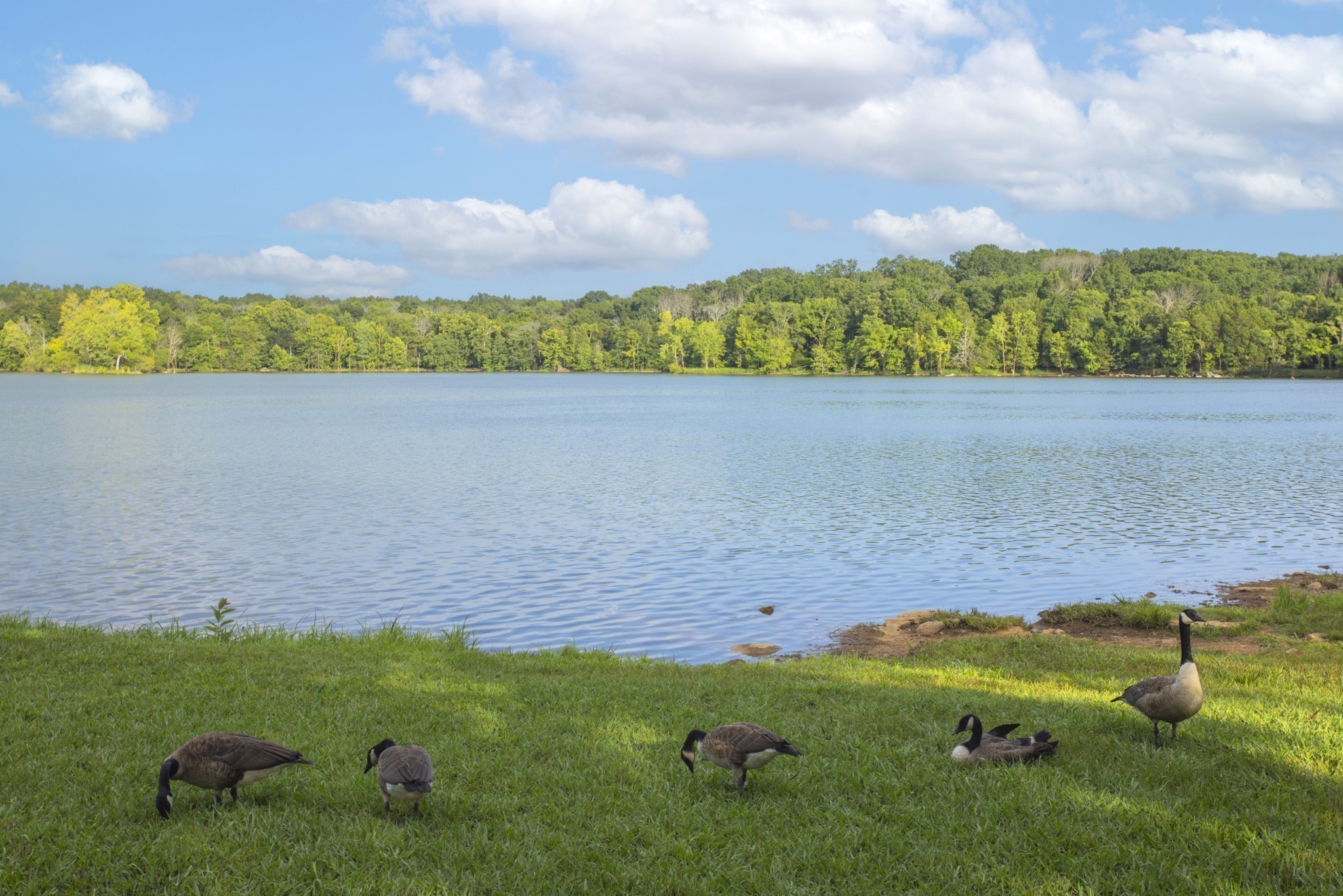 205 Acmon Blue Road Mount Juliet, TN 37122 - Photo 61 of 64 a view of a lake with houses in the back