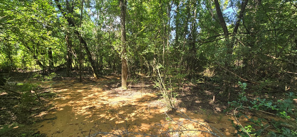 4739 Wallace Buie Road Columbia, AL 36319 - Photo 38 of 54