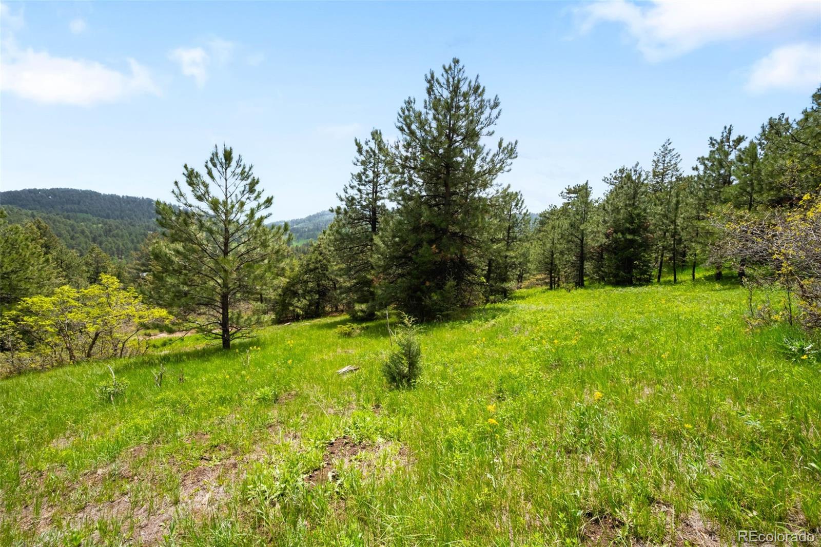 9633 Fox Valley Drive Morrison, CO 80465 - Photo 34 of 50 a view of a big yard with plants and large trees