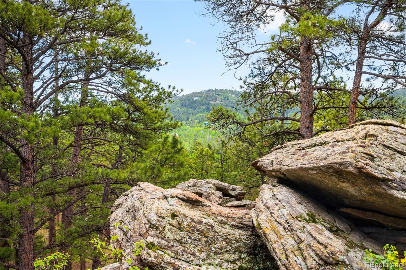 9633 Fox Valley Drive Morrison, CO 80465 - Photo 37 of 50 a view of a backyard with a tree